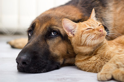 Well-being dog and cat